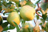 8 Kauffman Orchards Fresh Golden Delicious Apples, Hand-Picked, Non-Waxed, Grown in Pennsylvania (Box of Apples)