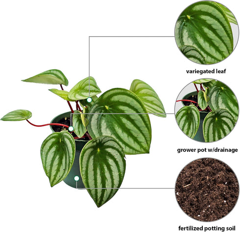 4" Live Peperomia Watermelon, Peperomia Argyreia, Fully Rooted Houseplant, Housewarming Couples Gift for The First