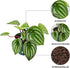 4" Live Peperomia Watermelon, Peperomia Argyreia, Fully Rooted Houseplant, Housewarming Couples Gift for The First