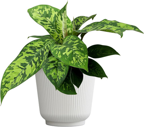 Homalomena Wallisii Camouflage, Live Houseplant Decor in 6" White Pot, Easy Gift,