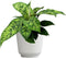 Homalomena Wallisii Camouflage, Live Houseplant Decor in 6" White Pot, Easy Gift,