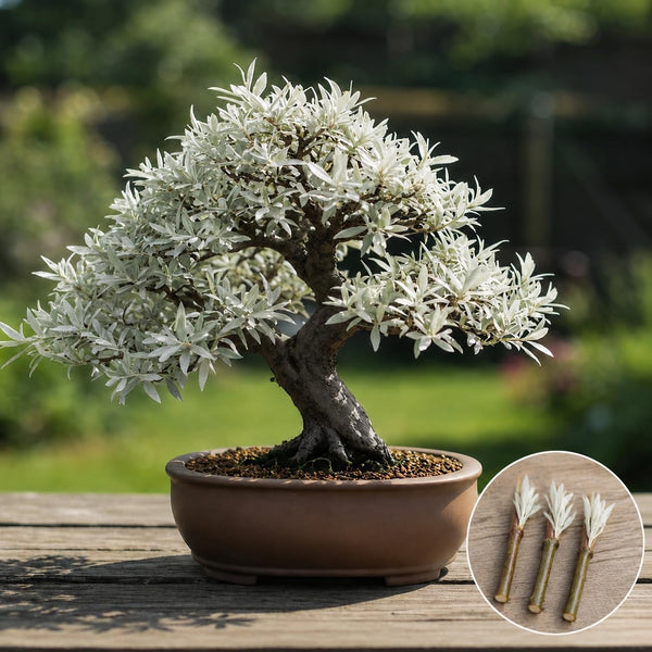 Live Dwarf White Willow Bonsai Tree Cutting to Grow - Stunning Silvery-Green