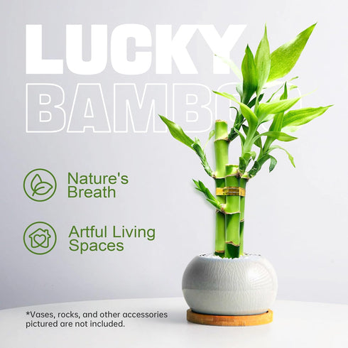 3 Set (2x4 1x6) Stalks Lucky Bamboo Plants Indoor Live - Multi-Height & for Good Luck & Prosperity - Easy Care
