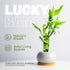 3 Set (2x4 1x6) Stalks Lucky Bamboo Plants Indoor Live - Multi-Height & for Good Luck & Prosperity - Easy Care