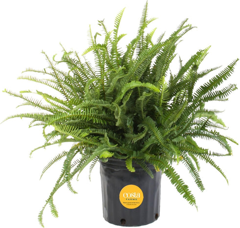 Costa Farms Kimberly Queen Fern Live Plant in Plastic Pot, Large Indoor
