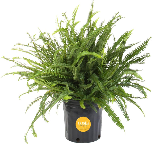 Costa Farms Kimberly Queen Fern Live Plant in Plastic Pot, Large Indoor