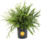 Costa Farms Kimberly Queen Fern Live Plant in Plastic Pot, Large Indoor