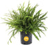 Costa Farms Kimberly Queen Fern Live Plant in Plastic Pot, Large Indoor