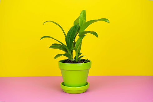 1 Live Orchid Plant | Dendrobium Orchid | Real Houseplant in Potting Soil Mix with Orchid Pot | Orchids | Flowering