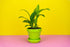 1 Live Orchid Plant | Dendrobium Orchid | Real Houseplant in Potting Soil Mix with Orchid Pot | Orchids | Flowering