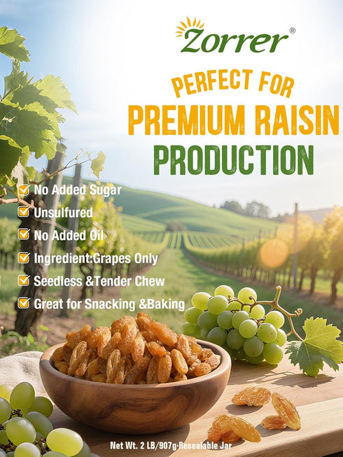Gummy (2LB Pack 1) Zorrer Premium Golden Raisins, Seedless Grape Dried Fruit Snacks, No Sugar Added, No Preservatives