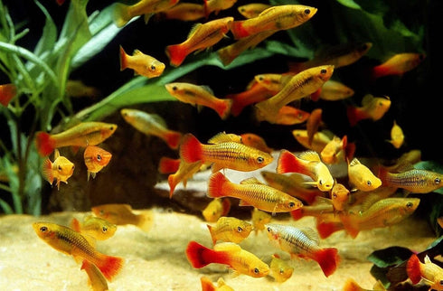 Aquatic Foods Inc. Babies10.9oz Decapsulated Brine Shrimp Eggs, Non Hatching Shell Free Artemia Cysts. These Eggs Ready
