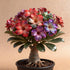 QYTGVSZ Decor-1Tubers (5) Mixed Desert Roses Succulent with Vibrant Trumpet Drought Tolerant Caudex Perfect for Patio