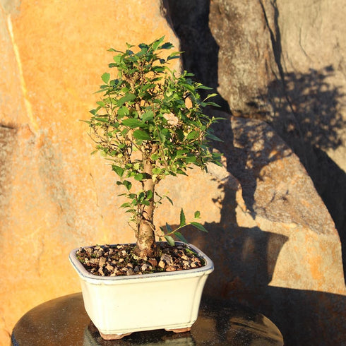 5 6 8 inches Brussel's Bonsai Live Chinese Elm Bonsai Tree, Outdoor - Small, Years Old, to Tall - Includes Decorative
