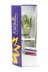 10 KaBloom - Bouquet of Fresh Purple Tulips with Vase - Fresh Flowers for Birthday, Valentine's & Mother's Day
