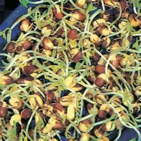 microgreens,1 lb, "COOL BEANS n SPROUTS" Brand, Love Your Heart Mix Seeds for Sprouting A Combination of Adzuki Beans