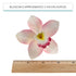 3 Count Global Sugar Art Cymbidium Orchid Sugar Cake Flowers, Pink, by Chef Alan Tetreault
