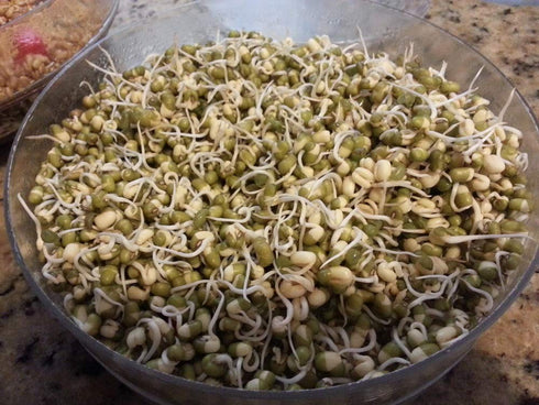 Microgreens,16 packed Mung Bean Seeds for Sprouting ounces, A superfood with antioxidants and health-promoting
