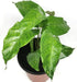 Calathea Musaica - Network Prayer Plant - Live Plant in a 6