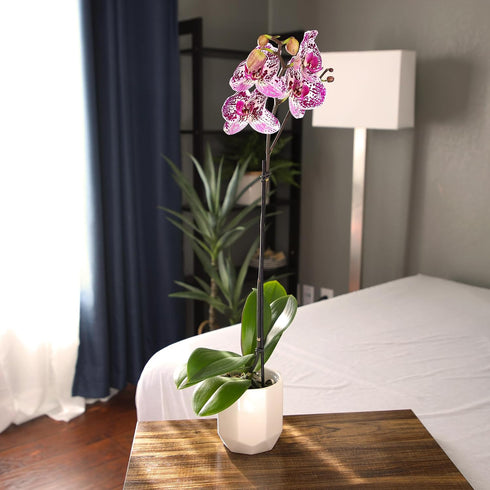 20-24" Novelty Phalaenopsis Live Orchid Plant & White Orchid Pot Live Plant Gift, Fresh Orchids Plants Live House
