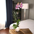 20-24" Novelty Phalaenopsis Live Orchid Plant & White Orchid Pot Live Plant Gift, Fresh Orchids Plants Live House