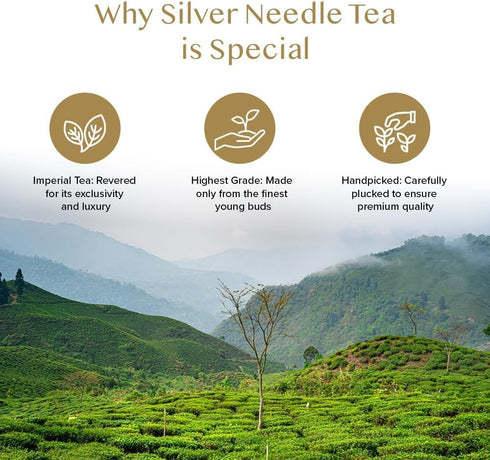 VAHDAM Silver Pine Needle White Tea Loose Leaf, 50g, Caffeine Free, Gluten Free