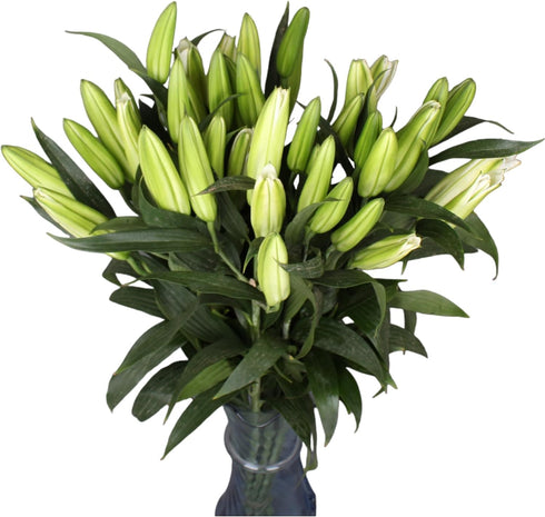 10 stems giant white lilies Fresh Flower Bouquet Gifts for Birthday Anniversary Friendship and Love
