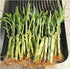 Generic 10 6 inches Lucky Bamboo Plants Each with Butterfly Stake