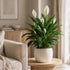 '7th '7th 2-8" 1ct Live Spathiphyllum Heaven' Plant - Heaven Peace Lily' - ragnaroc Tropical Plant Tall - - Live