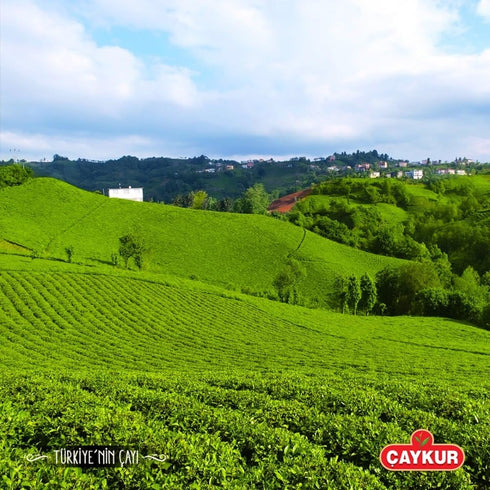 500g 17.6 Oz AYKUR Filiz Black Tea, First Harvest Golden Tips, Loose Leaf Premium Tea, Best Flavor /