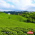 500g 17.6 Oz AYKUR Filiz Black Tea, First Harvest Golden Tips, Loose Leaf Premium Tea, Best Flavor /