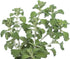 (100g) Health Embassy White Horehound Herb | Marrubium Vulgare L | Herbal Tea