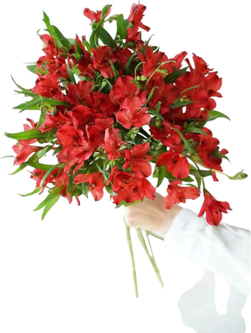 30 stem random mix Rainbow Alstroemeria Fresh Cut Flowers Gift for Home Birthday Anniversary Get Well Sympathy