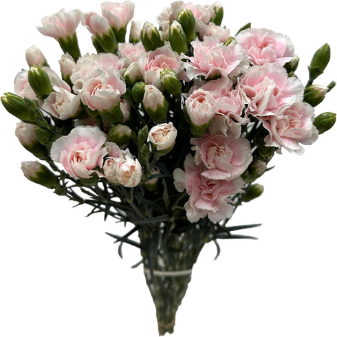 19 10 Stems Fresh Cut Mini Pink Spray Carnations Stems Multiple Blooms Per Stem Vibrant Pink Petite Flowers for Home