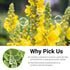 CCnature 20 100% Premium Mullein Tea Bags For Lungs - Pure Mullein Leaf | For Lung Health & Respiratory Wellness