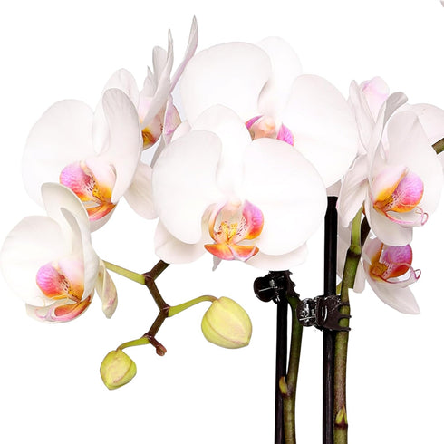 5" Green Circle Growers White with Pink Orchid with Mom Pick and Billy Balls, Living Indoor Plants, House Plant