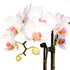 5" Green Circle Growers White with Pink Orchid with Mom Pick and Billy Balls, Living Indoor Plants, House Plant