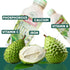 Rozemar 16 oz Pack 12 Soursop Juice | Tropical Soursop Beverage | Rich Flavor Superfruit Drink | fl Bottles |