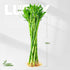10 18 Set Lucky Bamboo Stalks Live Indoor Plant Perfect for Low-Light Spaces (Glass Container Not Included)