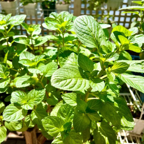 Sets 2 3.5" 5-9" TANKDA Live Mint Plants Herb in Pot, Fresh Orange Mint for Indoor Outdoor Growing, Spring Planting