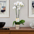 5" Green Circle Growers White & Yellow Orchid in White Jute Planter, Live Plant Proud of You