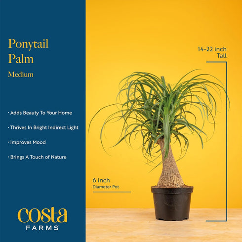 12-24 Inches Costa Farms Ponytail Palm Live Plant in Decorative Pot, Easy to Maintain Indoor Houseplant, Perfect