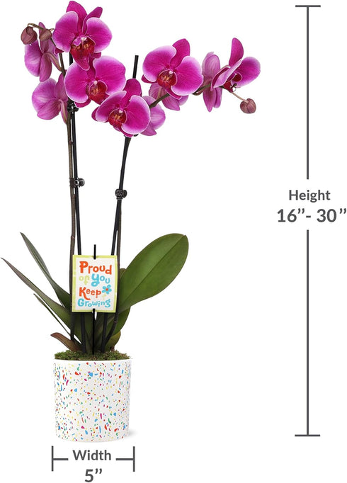 5" Green Circle Growers Magenta Orchid in Terrazzo Pink Planter, Live Plant Proud of You