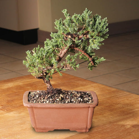 Brussel's Bonsai - Live Green Mound Juniper Bonsai Tree, Outdoor Bonsai Tree Live Plant, Medium Bonsai for Patio Garden