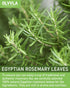 1.5g 60 Count Olvvla - Rosemary Tea Bags - X - Pure Natural Dried Rosemary Leaves - Cultivated in Egypt - Non-GMO