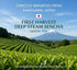 300g Otsuka Green Tea Co - First Spring Blend Sencha (Kakegawa First Harvest Deep Steamed Japanese Green Tea)