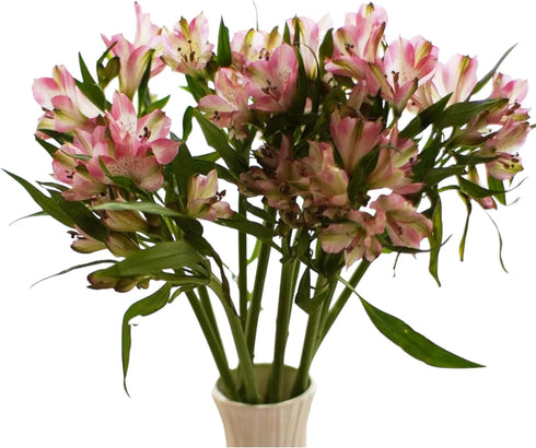 30 stem random mix Rainbow Alstroemeria Fresh Cut Flowers Gift for Home Birthday Anniversary Get Well Sympathy
