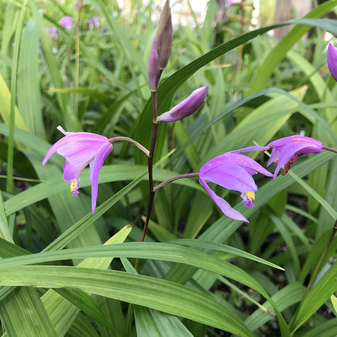 4 Inch Beltilla Yokohama Kate - Terrestrial Ground Orchid - Live Plant - Fragrant Purple Flower - Emerald's - Starter