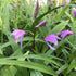 4 Inch Beltilla Yokohama Kate - Terrestrial Ground Orchid - Live Plant - Fragrant Purple Flower - Emerald's - Starter