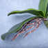 DPWOUM 1 8 InchOrchid piece Green Faux Orchid Leaves Leaves Leaves Real Touch Phalaenopsis Stems Faux Cymbidium Flower